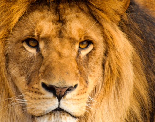 Un león en casa león