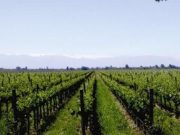 Un vino que cuida el medio ambiente