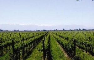 Un vino que cuida el medio ambiente Sabor de Casa