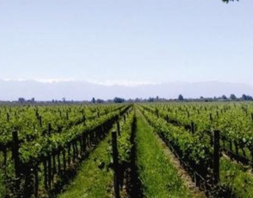 Un vino que cuida el medio ambiente