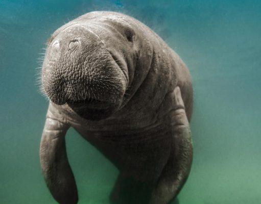 Un día en la vida del manatí de Florida