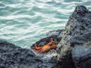 La fabulosa vida sobre la marea