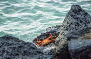 La fabulosa vida sobre la marea Revista Selecciones