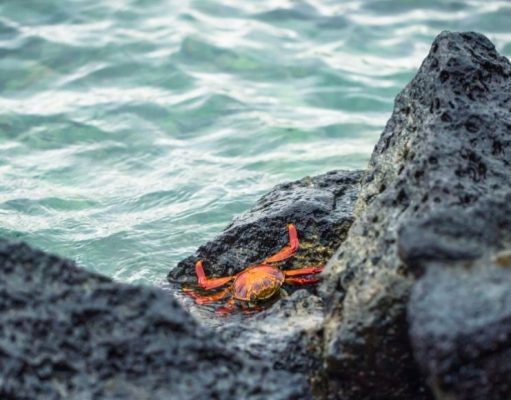 La fabulosa vida sobre la marea
