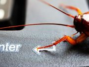 10 curiosidades de las cucarachas que debe conocer