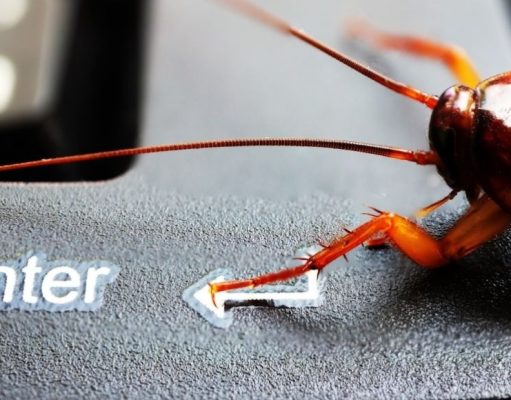 10 curiosidades de las cucarachas que debe conocer