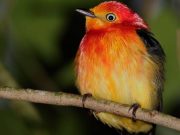 259 especies de aves esperan al ecoturista durante la primavera