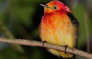 259 especies de aves esperan al ecoturista durante la primavera Revista Selecciones