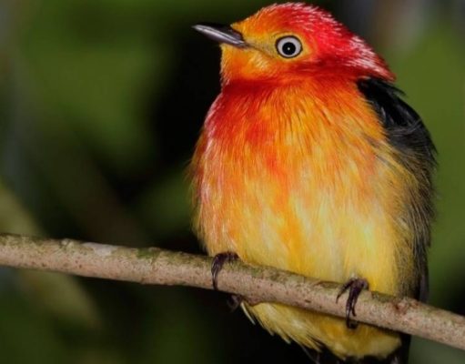 259 especies de aves esperan al ecoturista durante la primavera