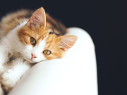 4 razones que pueden afectar el humor de su gato