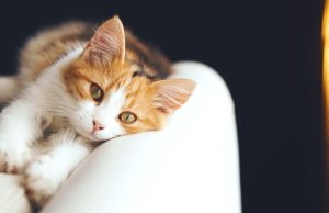 4 razones que pueden afectar el humor de su gato Revista Selecciones