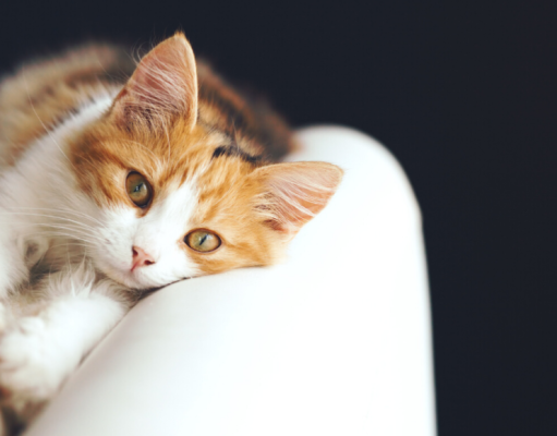 4 razones que pueden afectar el humor de su gato