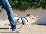 5 consejos para practicar actividad física con mascotas