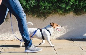 5 consejos para practicar actividad física con mascotas Revista Selecciones