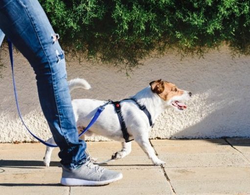 5 consejos para practicar actividad física con mascotas