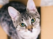 5 consejos para que tu mudanza con mascotas ¡sea exitosa!