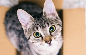 5 consejos para que tu mudanza con mascotas ¡sea exitosa! Revista Selecciones