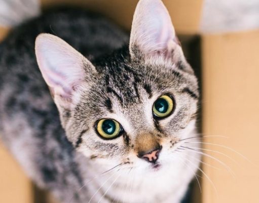 5 consejos para que tu mudanza con mascotas ¡sea exitosa!