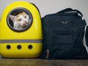 5 consejos para viajar con mascotas