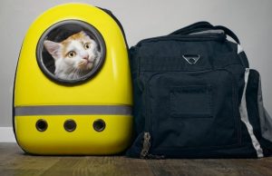 5 consejos para viajar con mascotas Revista Selecciones