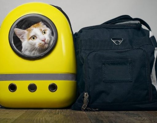 5 consejos para viajar con mascotas