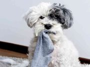 5 datos que debes saber al tener una mascota