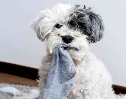 5 datos que debes saber al tener una mascota