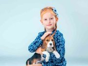 6 maneras para mejorar la inteligencia de su perro