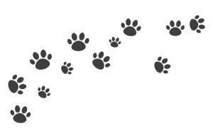 ¡A jugar! ¿Qué animal es según su huella? Revista Selecciones