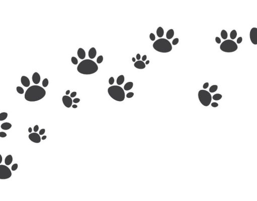 ¡A jugar! ¿Qué animal es según su huella?