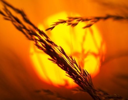 Agosto 1961: Retrato de una noche de verano