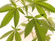 Agosto 1963: La marihuana, cordero y lobo a la vez