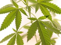 Agosto 1963: La marihuana, cordero y lobo a la vez