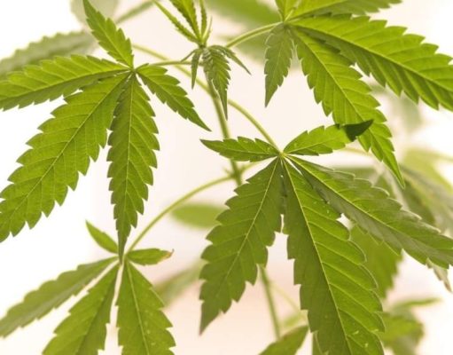 Agosto 1963: La marihuana, cordero y lobo a la vez