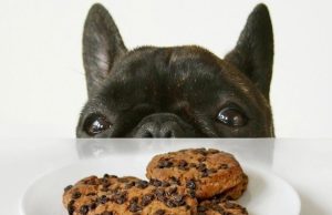 Alimentos de humanos que son tóxicos para los perros Revista Selecciones