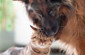 ¿Amante de las mascotas?: consejos para que perros y gatos convivan en armonía Revista Selecciones