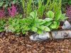 Aprenda cómo hacer mulching biodegradable para las plantas de su jardín Revista Selecciones