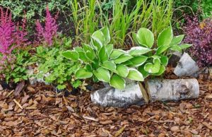 Aprenda cómo hacer mulching biodegradable para las plantas de su jardín Revista Selecciones