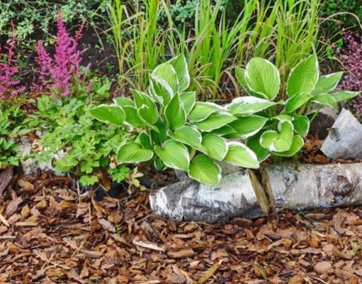 Aprenda cómo hacer mulching biodegradable para las plantas de su jardín