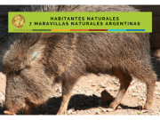 Bañado La Estrella: El Quimilero, un “chancho” muy especial