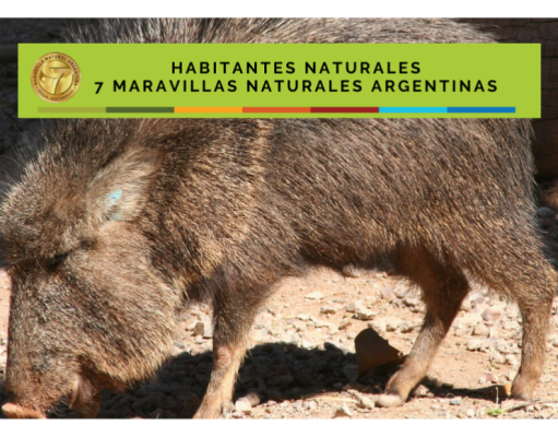 Bañado La Estrella: El Quimilero, un “chancho” muy especial