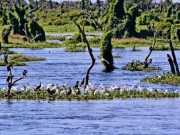Bañado La Estrella: el reino de las aguas prístinas, los espacios abierto y la vida