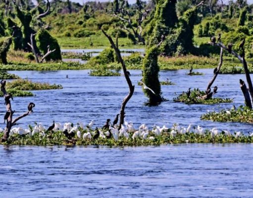 Bañado La Estrella: el reino de las aguas prístinas, los espacios abierto y la vida