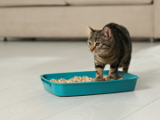 Bandeja sanitaria para gatos: qué tener en cuenta
