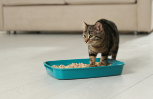 Bandeja sanitaria para gatos: qué tener en cuenta Revista Selecciones