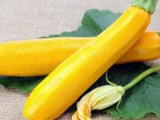 Beneficios de consumir calabacín o zapallito italiano beneficios-del-calabacin-o-zapallito-italiano-6714-mainImage-0