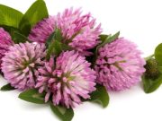 Beneficios del trébol rojo en la menopausia