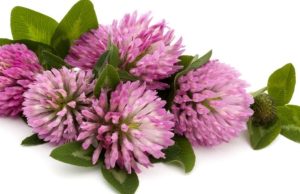 Beneficios del trébol rojo en la menopausia Revista Selecciones