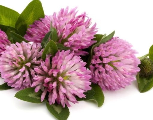 Beneficios del trébol rojo en la menopausia