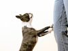 Cómo controlar malos hábitos frecuentes de su mascota Revista Selecciones